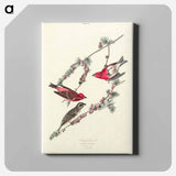 アートパネル-Purple Finch from Birds of America
 - アメリカの鳥たち Canvas.