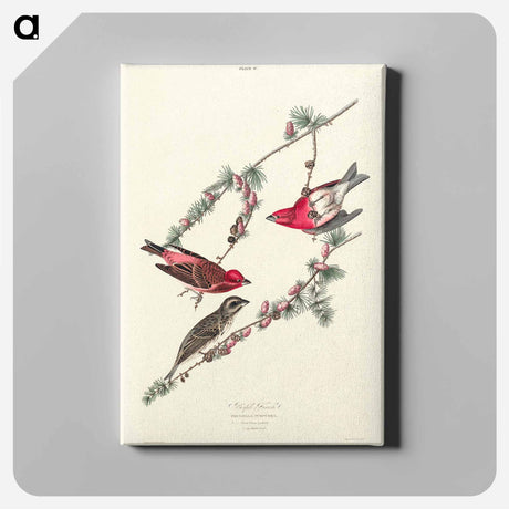 アートパネル-Purple Finch from Birds of America
 - アメリカの鳥たち Canvas.