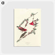 アートポストカード-Purple Finch from Birds of America
 - アメリカの鳥たち Postcard.