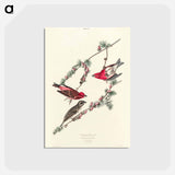 アートポストカード-Purple Finch from Birds of America
 - アメリカの鳥たち Postcard.