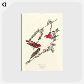 アートポストカード-Purple Finch from Birds of America
 - アメリカの鳥たち Postcard.
