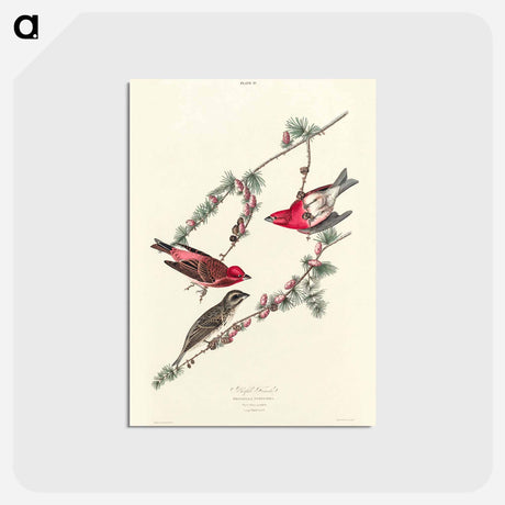 アートポストカード-Purple Finch from Birds of America
 - アメリカの鳥たち Postcard.