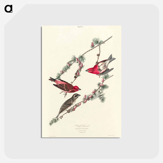 アートポストカード-Purple Finch from Birds of America
 - アメリカの鳥たち Postcard.