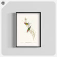 アートポスター-Beautiful Grass Finch
 - オーストラリアの鳥 Poster.