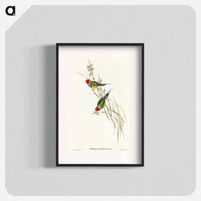 アートポスター-Beautiful Grass Finch
 - オーストラリアの鳥 Poster.