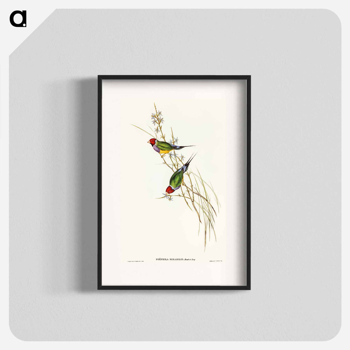 Beautiful Grass Finch
 - オーストラリアの鳥 Poster.