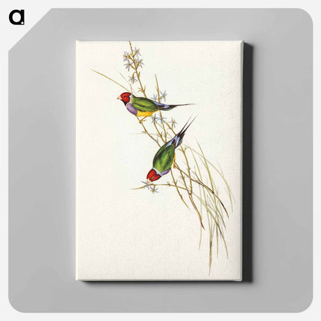 アートパネル-Beautiful Grass Finch
 - オーストラリアの鳥 Canvas.