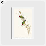 アートポストカード-Beautiful Grass Finch
 - オーストラリアの鳥 Postcard.