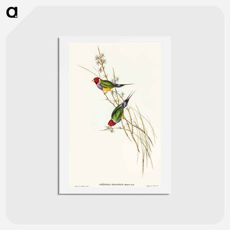 アートポストカード-Beautiful Grass Finch
 - オーストラリアの鳥 Postcard.