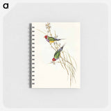 アートメモ帳-Beautiful Grass Finch
 - オーストラリアの鳥 Memo.