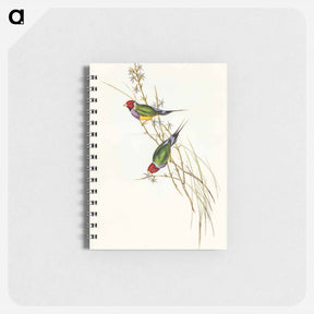 アートメモ帳-Beautiful Grass Finch
 - オーストラリアの鳥 Memo.