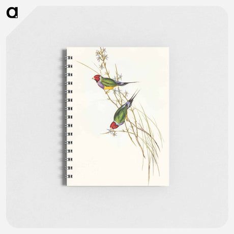 アートメモ帳-Beautiful Grass Finch
 - オーストラリアの鳥 Memo.