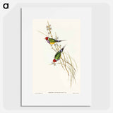 アートポスター-Beautiful Grass Finch
 - オーストラリアの鳥 Poster.