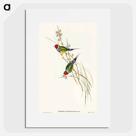 アートポスター-Beautiful Grass Finch
 - オーストラリアの鳥 Poster.