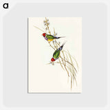 アートポストカード-Beautiful Grass Finch
 - オーストラリアの鳥 Postcard.