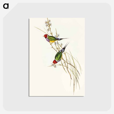 アートポストカード-Beautiful Grass Finch
 - オーストラリアの鳥 Postcard.
