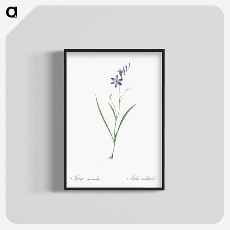 2-14_The-Lilies_blk-crop