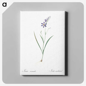 2-14_The-Lilies_canvas