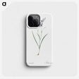 2-14_The-Lilies_phone