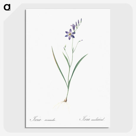 2-14_The-Lilies_picture-crop