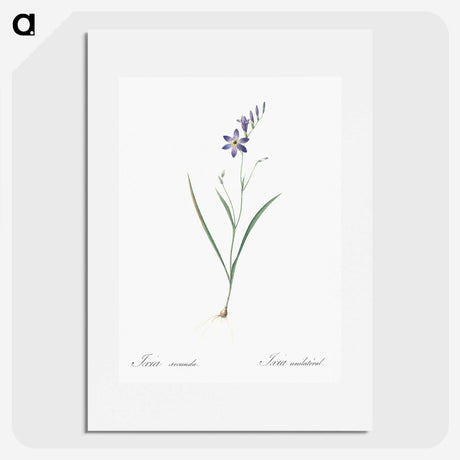 2-14_The-Lilies_picture