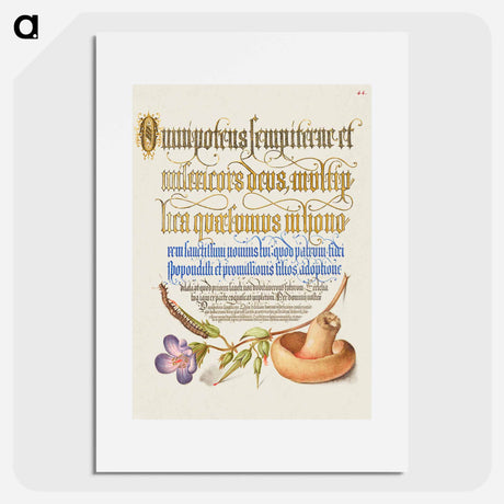 アートポスター-Centipede, Wood Cranesbill, and Mushroom from Mira Calligraphiae Monumenta
 - 書道のお手本 Poster.