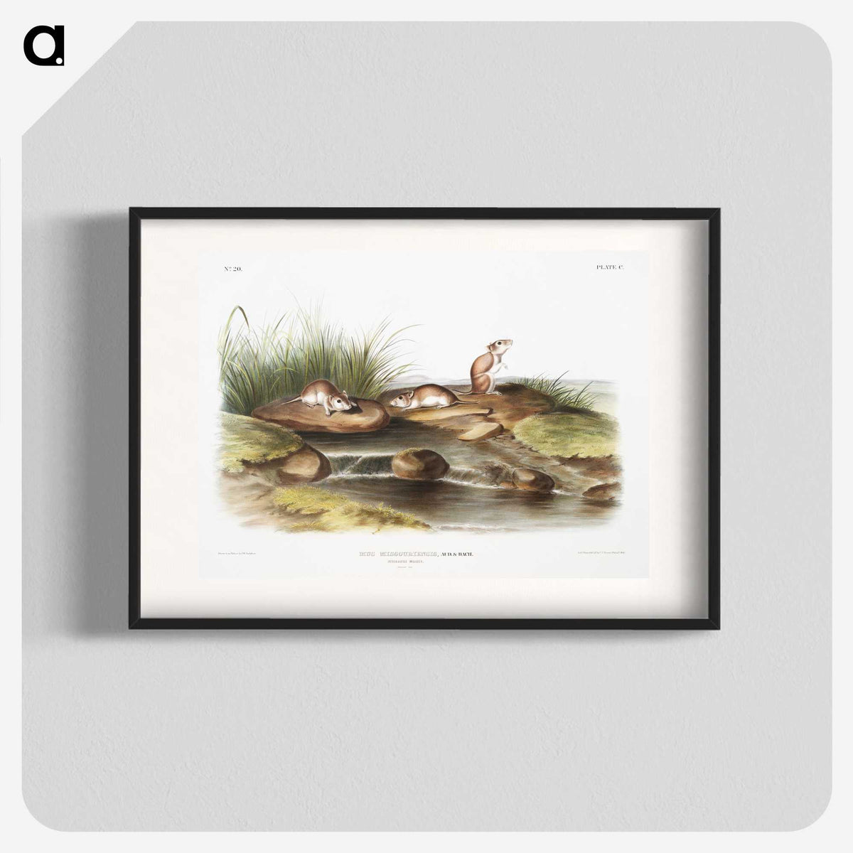 2-14_The-Viviparous-Quadrupeds_blk