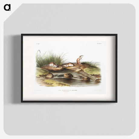 2-14_The-Viviparous-Quadrupeds_blk