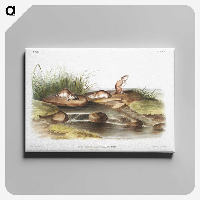 2-14_The-Viviparous-Quadrupeds_canvas