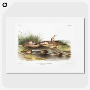2-14_The-Viviparous-Quadrupeds_picture