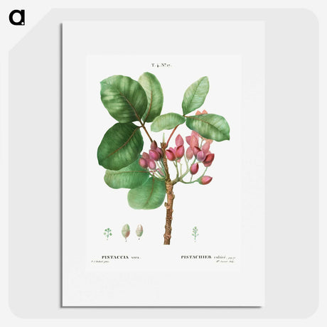 2-14_Treatise-on-Trees-and-Shrubs_picture