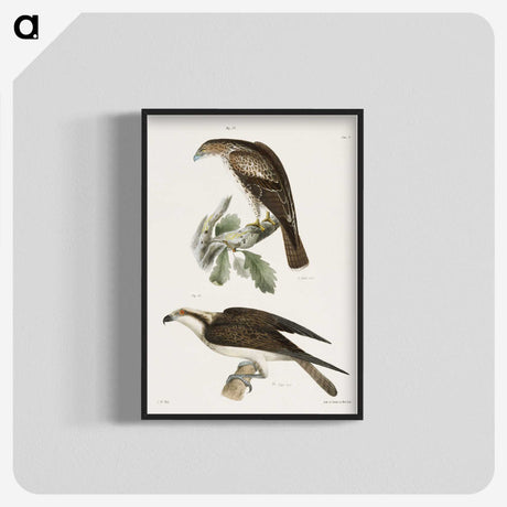 2-14_Zoology-of-New-York_blk-crop