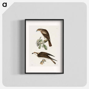 アートポスター-The Red-tailed Buzzard - ニューヨークの動物学 Poster.
