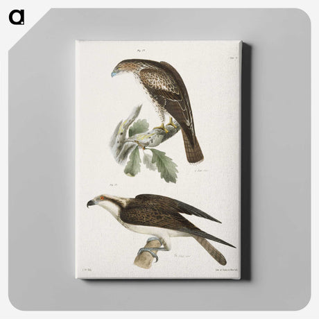 2-14_Zoology-of-New-York_canvas