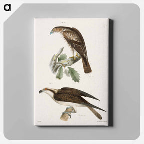 アートパネル-The Red-tailed Buzzard - ニューヨークの動物学 Canvas.
