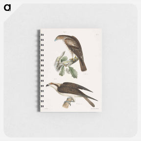 アートメモ帳-The Red-tailed Buzzard - ニューヨークの動物学 Memo.