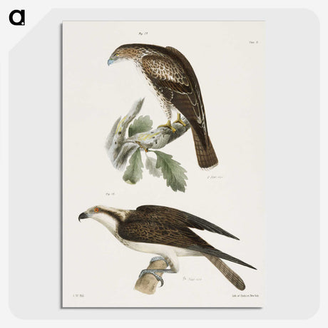 2-14_Zoology-of-New-York_picture-crop