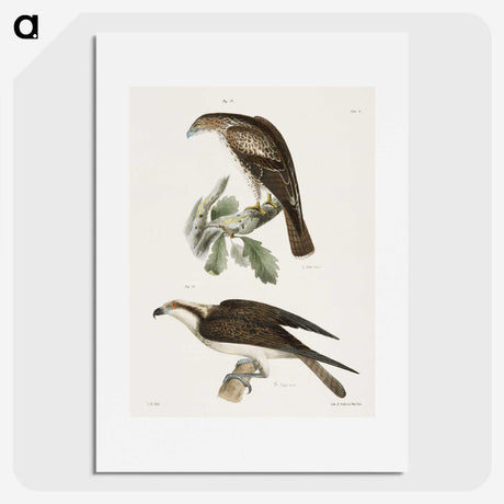 2-14_Zoology-of-New-York_picture
