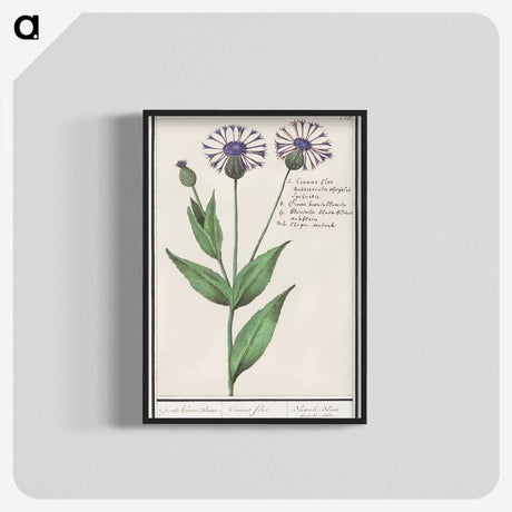 2-15_Anselmus-Boetius-de-Boodt_blk-crop