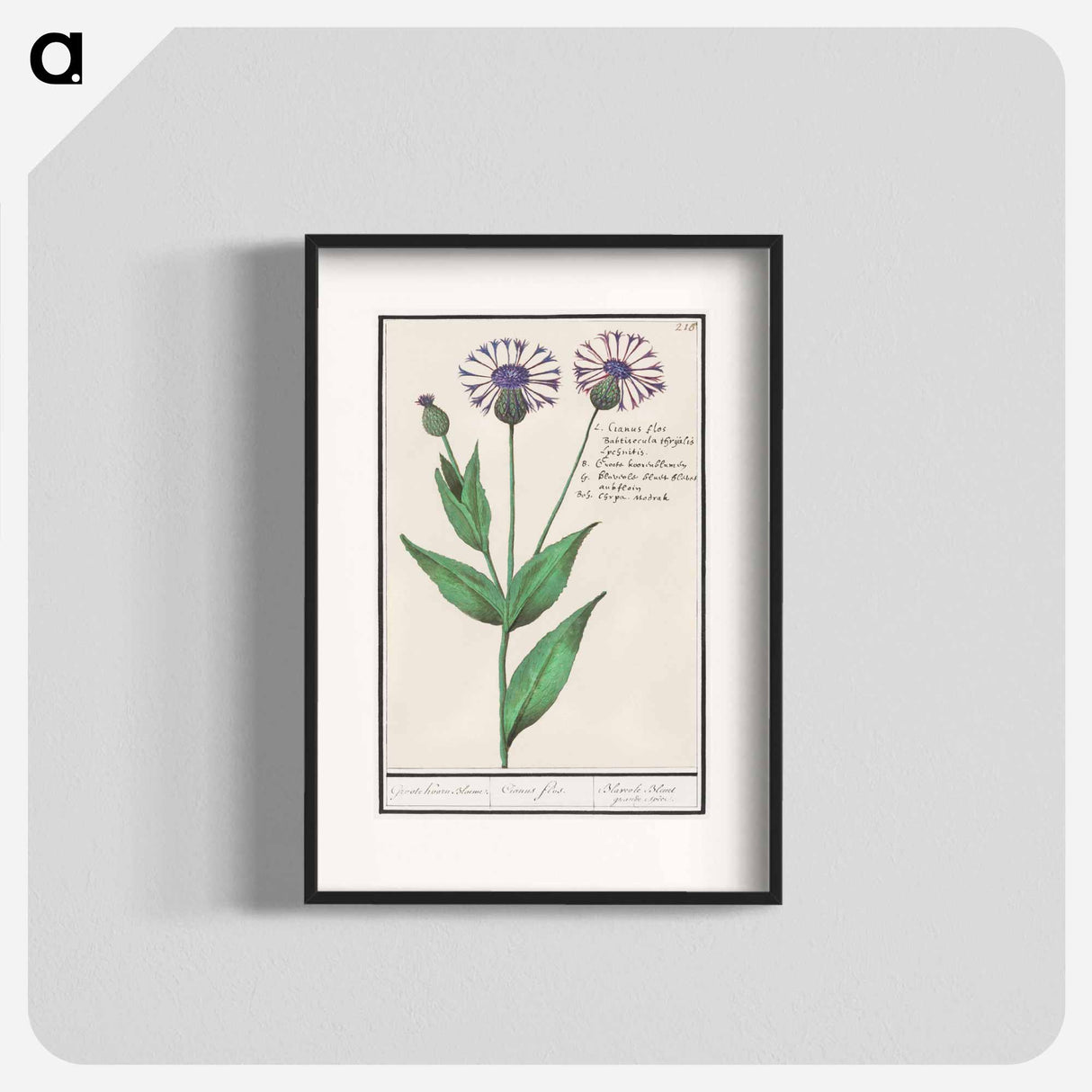 Large centaury, Centaurea scabiosa - アンセルムス ボエティウス デ ブート Poster.