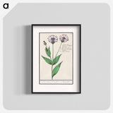Large centaury, Centaurea scabiosa - アンセルムス ボエティウス デ ブート Poster.