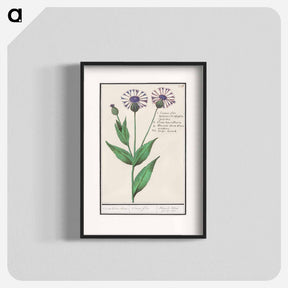 アートポスター-Large centaury, Centaurea scabiosa - アンセルムス ボエティウス デ ブート Poster.
