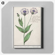 2-15_Anselmus-Boetius-de-Boodt_canvas