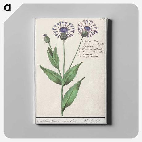 2-15_Anselmus-Boetius-de-Boodt_canvas