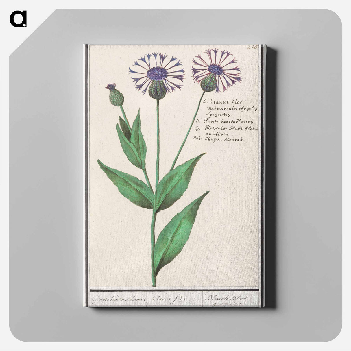 Large centaury, Centaurea scabiosa - アンセルムス ボエティウス デ ブート Canvas.