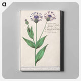 Large centaury, Centaurea scabiosa - アンセルムス ボエティウス デ ブート Canvas.
