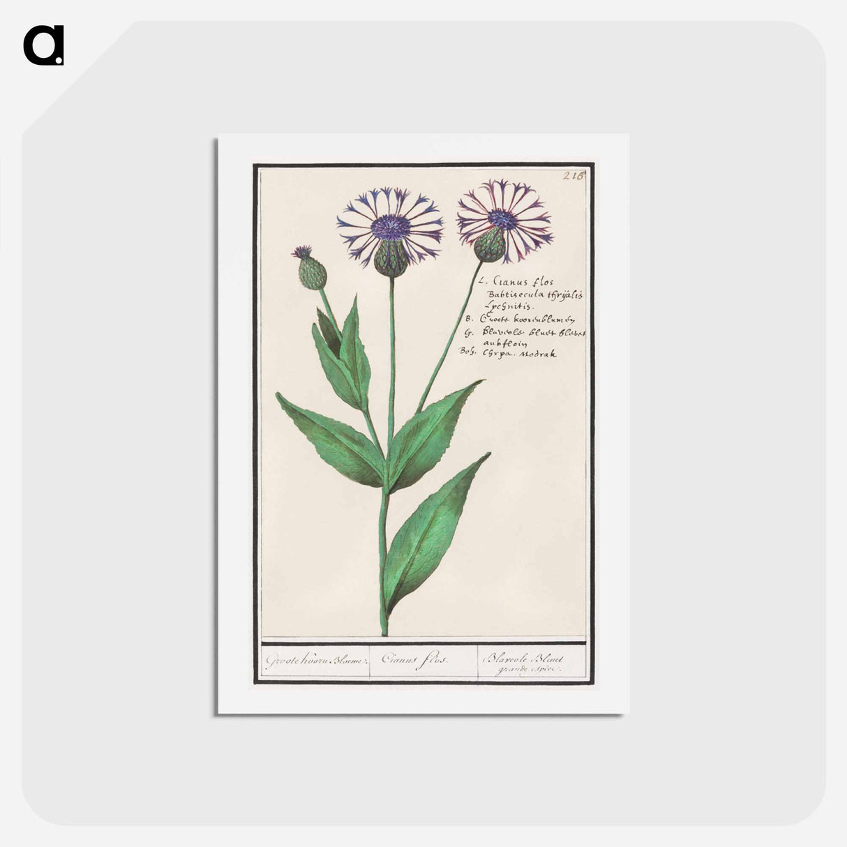 Large centaury, Centaurea scabiosa - アンセルムス ボエティウス デ ブート Postcard.