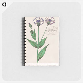 アートメモ帳-Large centaury, Centaurea scabiosa - アンセルムス ボエティウス デ ブート Memo.