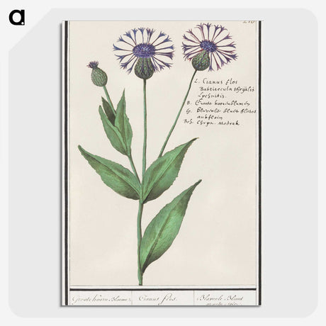 2-15_Anselmus-Boetius-de-Boodt_picture-crop