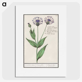 2-15_Anselmus-Boetius-de-Boodt_picture
